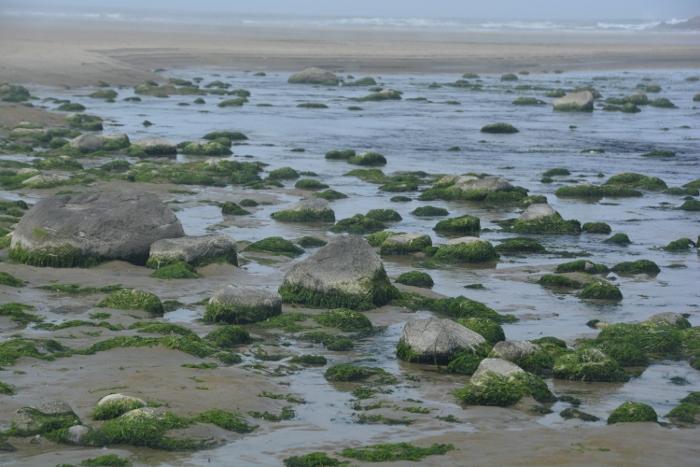 Yachats River at low tide